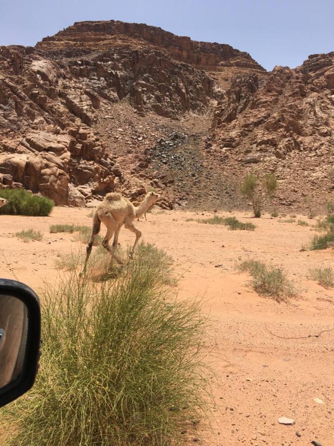 Jamal Rum Desert Wadi Rum Zewnętrze zdjęcie
